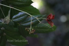 Archidendron monadelphum var. gracile